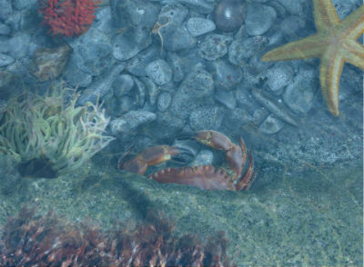 Biodiverse rockpools